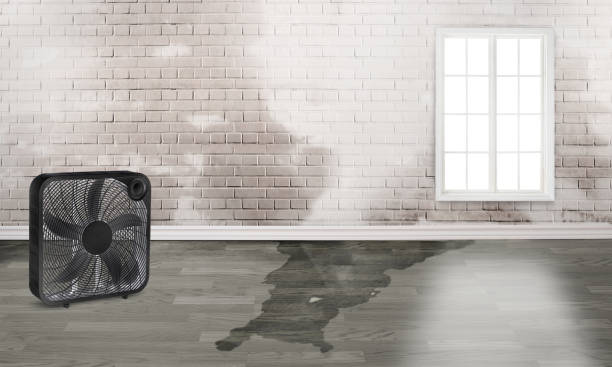 Best Carpet water damage restoration  in Fairview Ferndale, PA